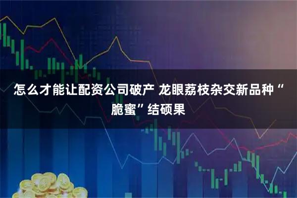 怎么才能让配资公司破产 龙眼荔枝杂交新品种“脆蜜”结硕果